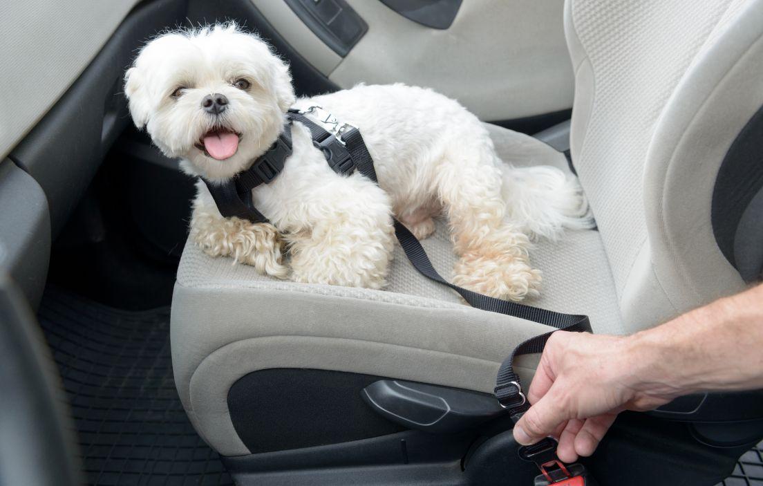 Cómo llevar al perro en el coche para evitar multas